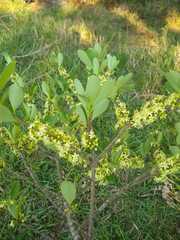 Erythroxylum deciduum