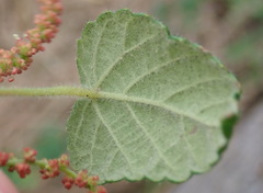 Acalypha capensis