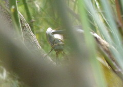 Lethocerus annulipes