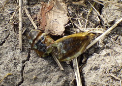 Lethocerus annulipes