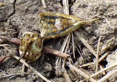 Lethocerus annulipes