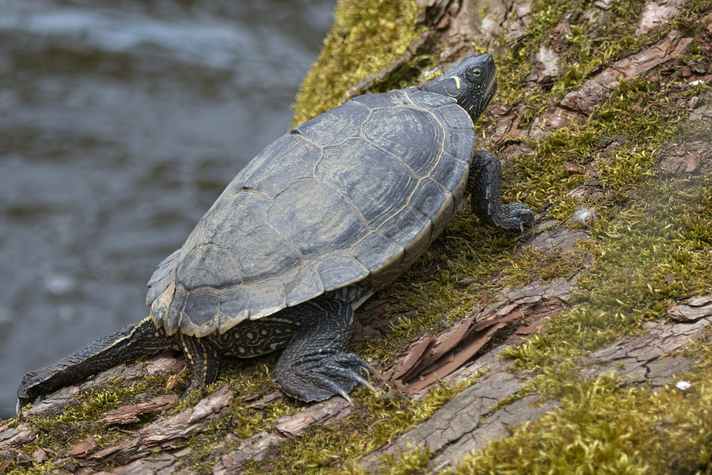 False Map Turtle from Central Vancouver, Vancouver, BC, Canada on June ...