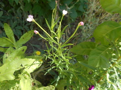 Epilobium lanceolatum