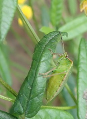 Chinavia pallidoconspersa