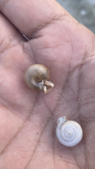Daedalochila