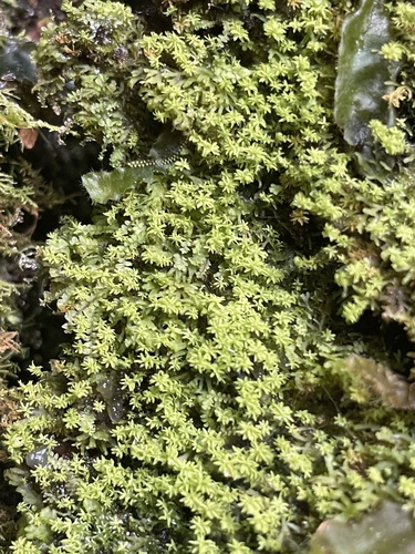 Anoectangium aestivum observed 2022-05-31