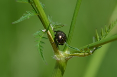 Chrysolina oricalcia