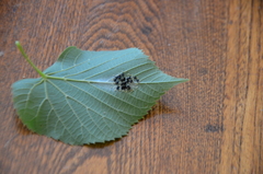 Eulophus