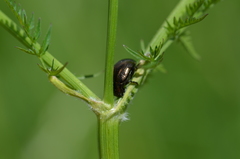 Chrysolina oricalcia