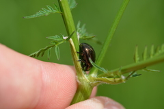 Chrysolina oricalcia