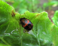Harmonia axyridis