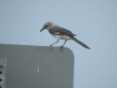 Mimus polyglottos image