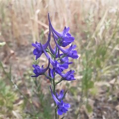 Delphinium