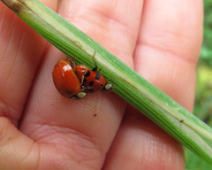 Harmonia axyridis