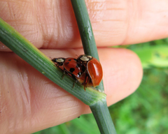 Harmonia axyridis