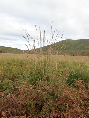 Image of Capeochloa cincta by (c) Nicola van Berkel, some rights reserved (CC BY-SA)