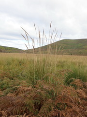 Capeochloa cincta