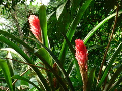 Quesnelia quesneliana