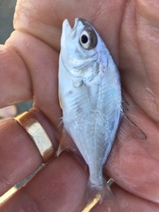 Trachinotus carolinus