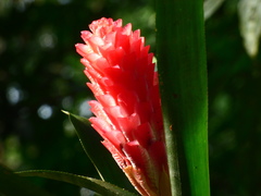 Quesnelia quesneliana