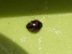 Nephus quadrimaculatus