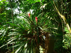 Quesnelia quesneliana