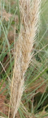 Capeochloa cincta