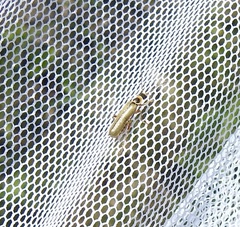 Metacantharis clypeata