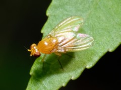 Neogriphoneura