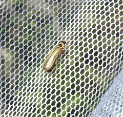 Metacantharis clypeata