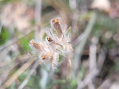 Convolvulus lanuginosus