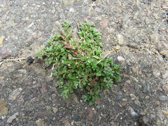 Polycarpon tetraphyllum tetraphyllum