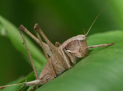 Atlanticus testaceus