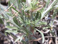 Convolvulus lanuginosus