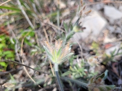 Convolvulus lanuginosus