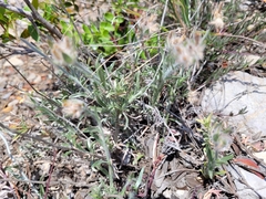 Convolvulus lanuginosus
