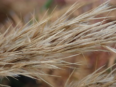 Capeochloa cincta