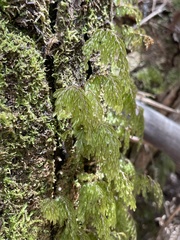 Hymenophyllum lanceolatum