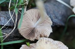 Pennatae
