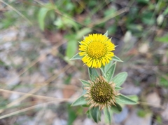 Pallenis spinosa spinosa
