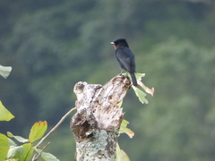 Knipolegus nigerrimus