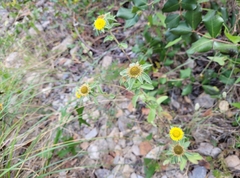 Pallenis spinosa spinosa