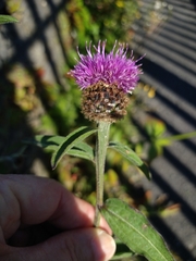 Centaurea nigra