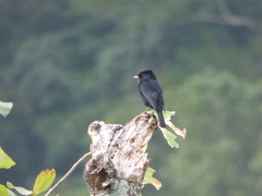 Knipolegus nigerrimus