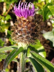 Centaurea nigra