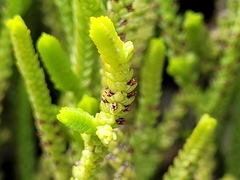 Crassula muscosa