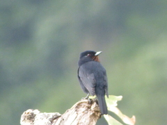 Knipolegus nigerrimus
