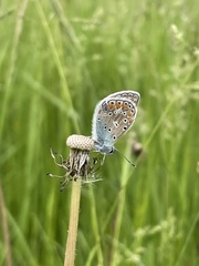 Polyommatus icarus