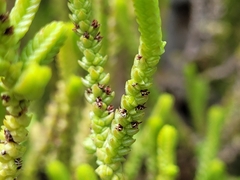 Crassula muscosa