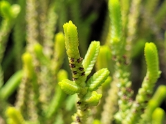 Crassula muscosa